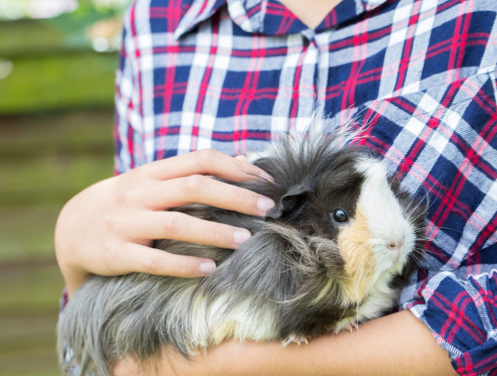 Anderson Small Animal Veterinarian