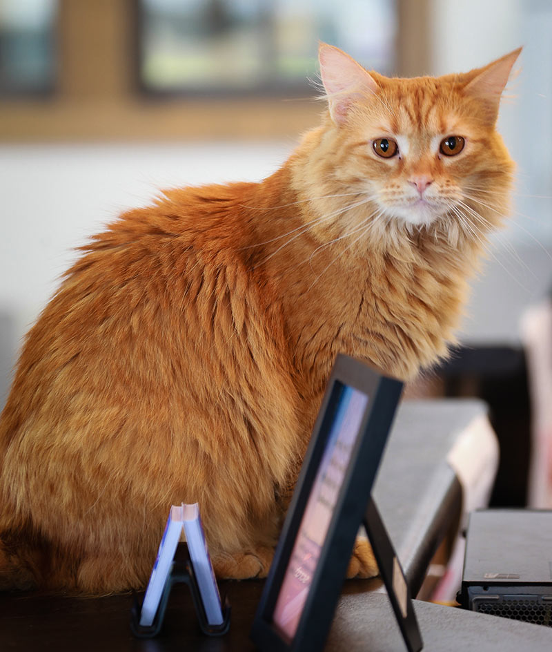 Mango at desk, Devonshire Veterinary Clinic