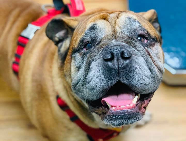 Pet Dental Care