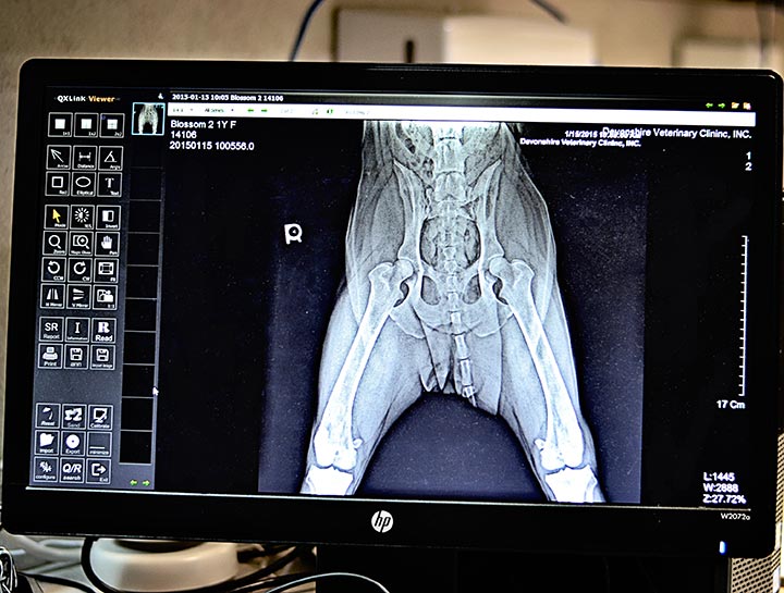 Xrays for Cats & Dogs